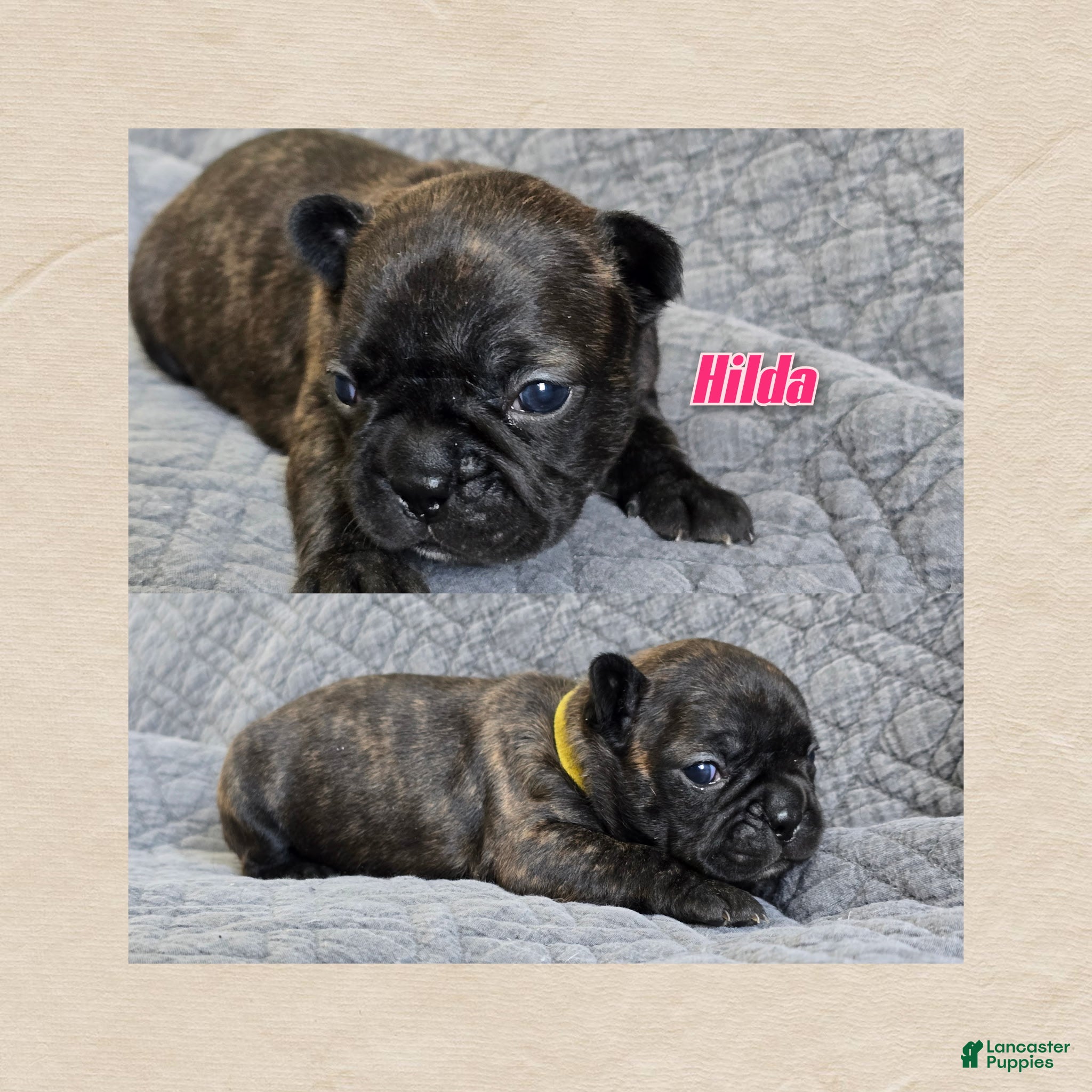 Frenchton dogs Hilda - Ad 7