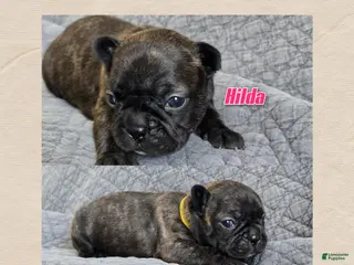 Frenchton dogs Hilda - Ad 7