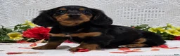 Miniature Dachshund dogs for sale: Royal - Ad 6