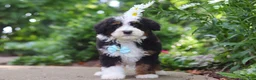 Mini Bernedoodle dogs for sale: Blake - Ad 6