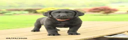 Labrador Retriever dogs for sale: Baxter - Ad 4
