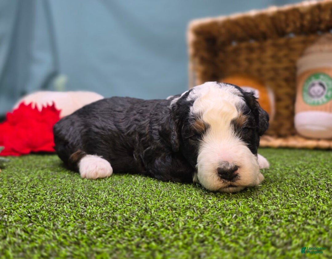 Mini Bernedoodle dogs for sale: Scout - Ad 3