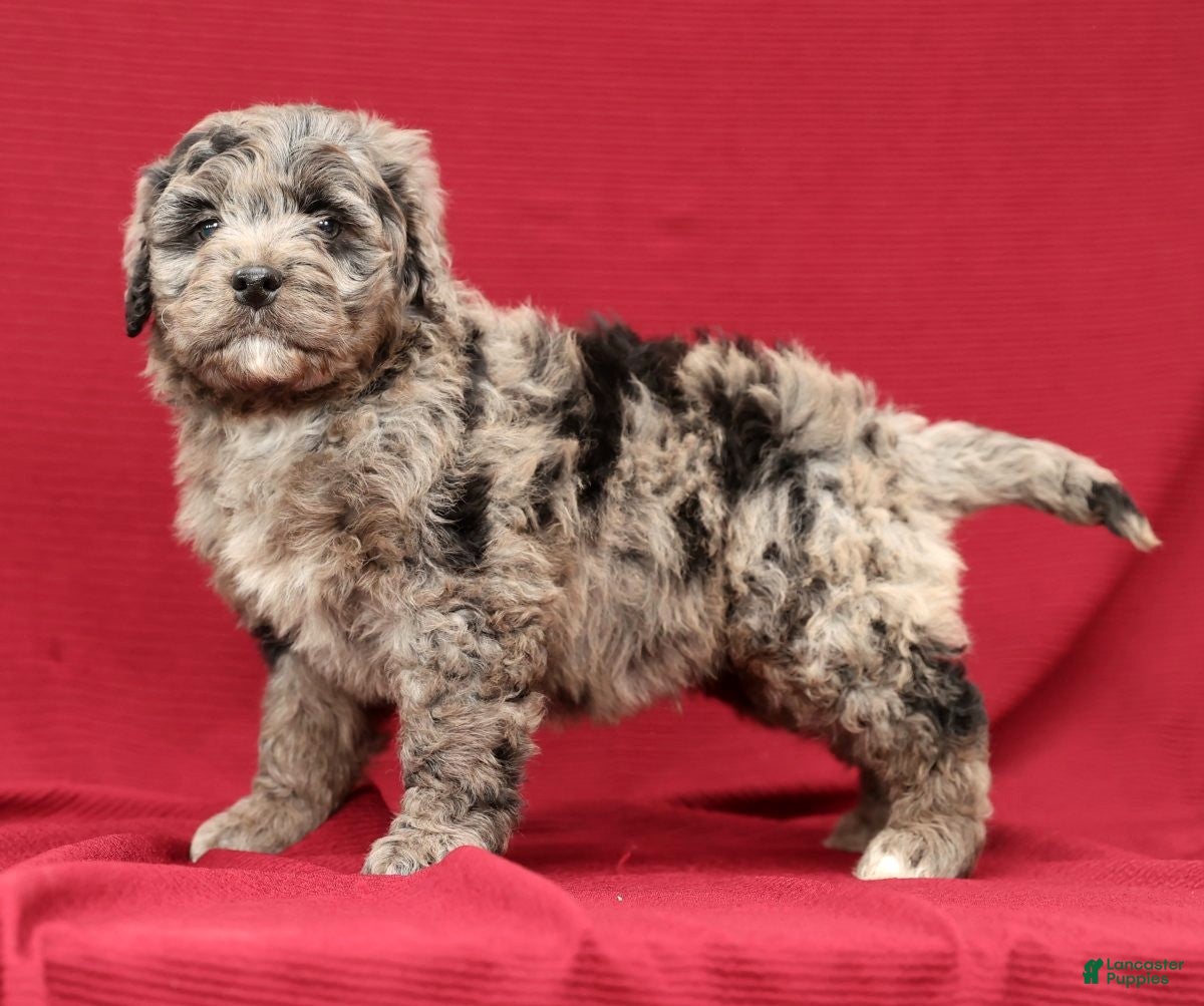 Mini Bernedoodle dogs Kenny - Ad 19