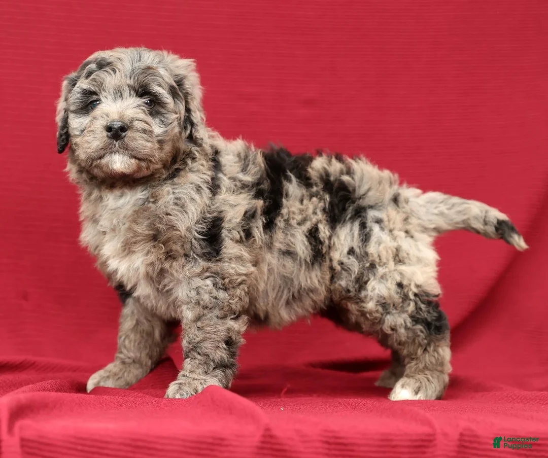 Mini Bernedoodle dogs for sale: Kenny - Ad 1