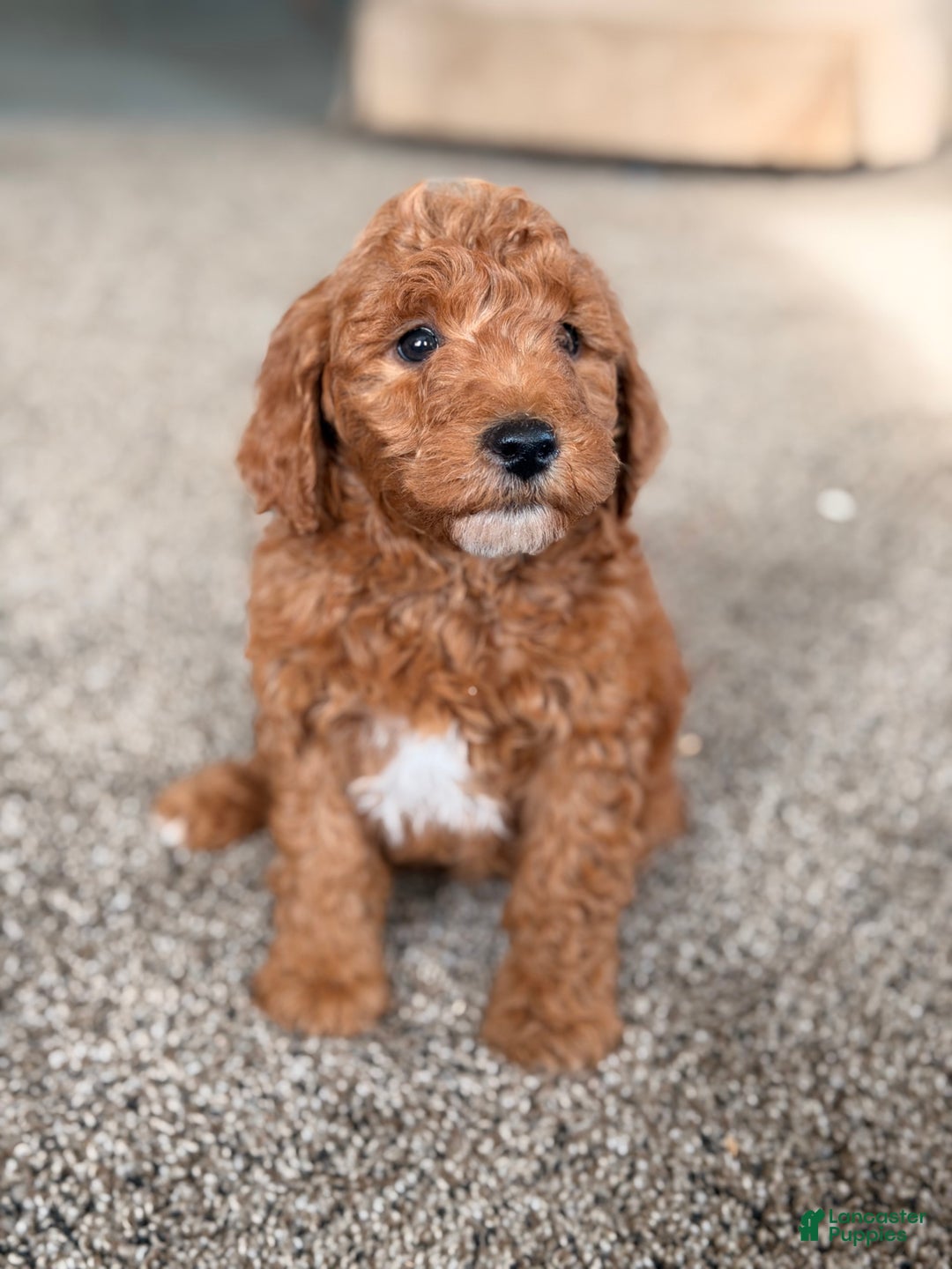 Mini Goldendoodle dogs for sale: Jingle - Ad 3