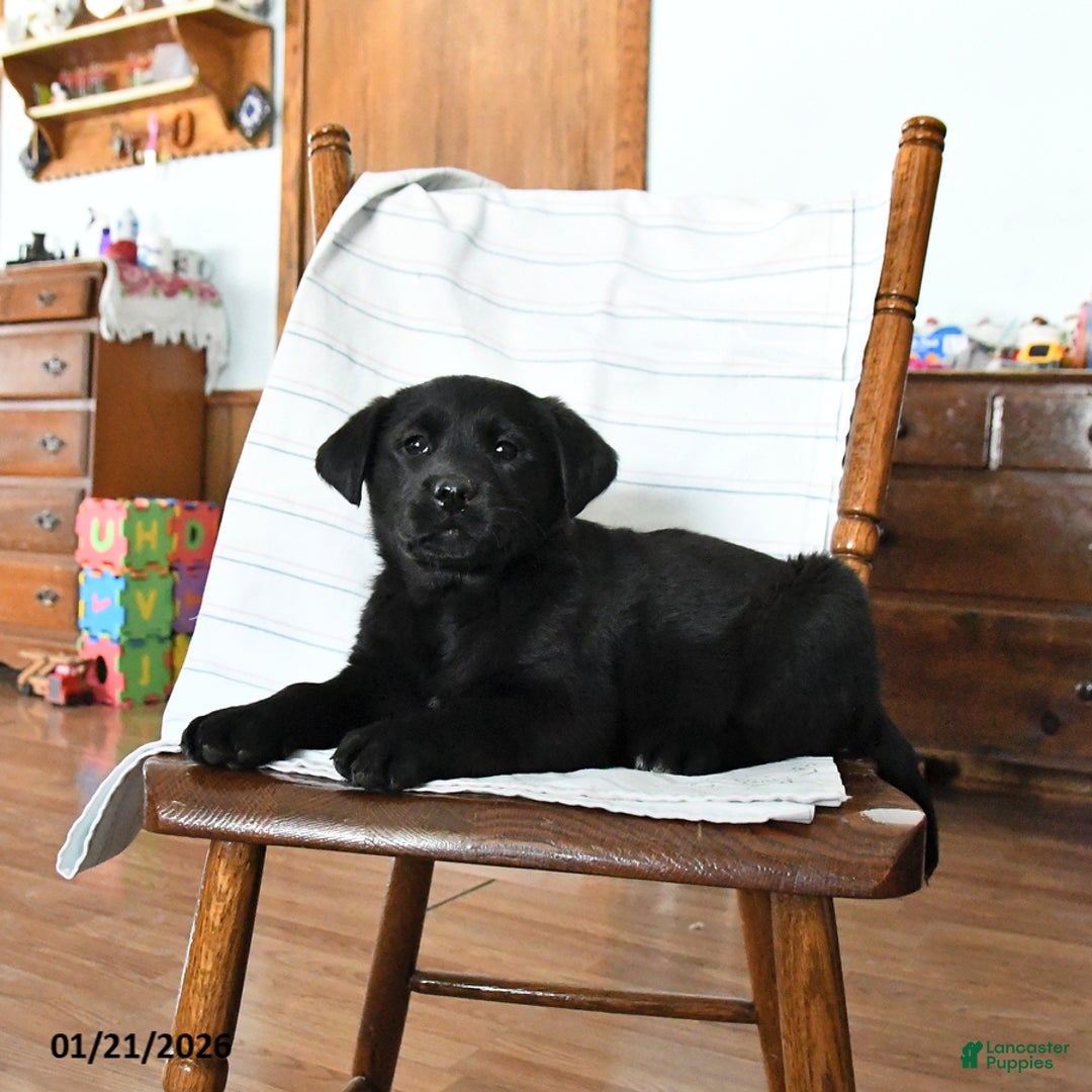 Mixed Breed dogs for sale: Rosie - Ad 2