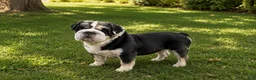 English Bulldog dogs for sale: English Bulldog Puppy 1 - Ad 4