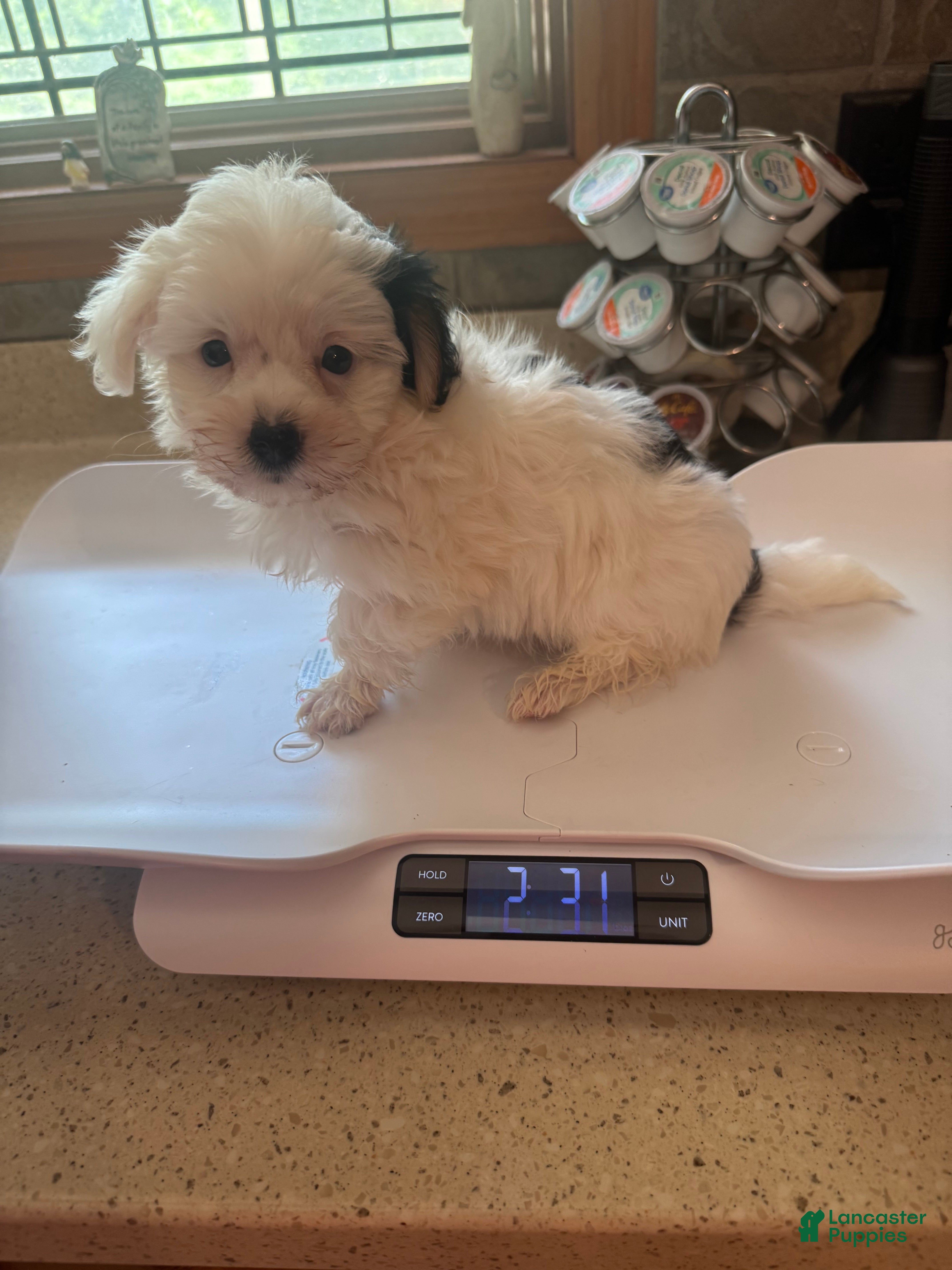 Morkie dogs for sale: Male with one black ear  - Ad 4
