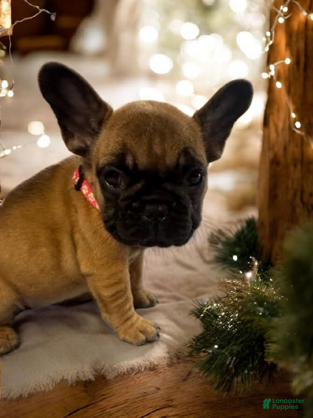 French Bulldog dogs for sale: French Bulldog Lucy - Ad 2