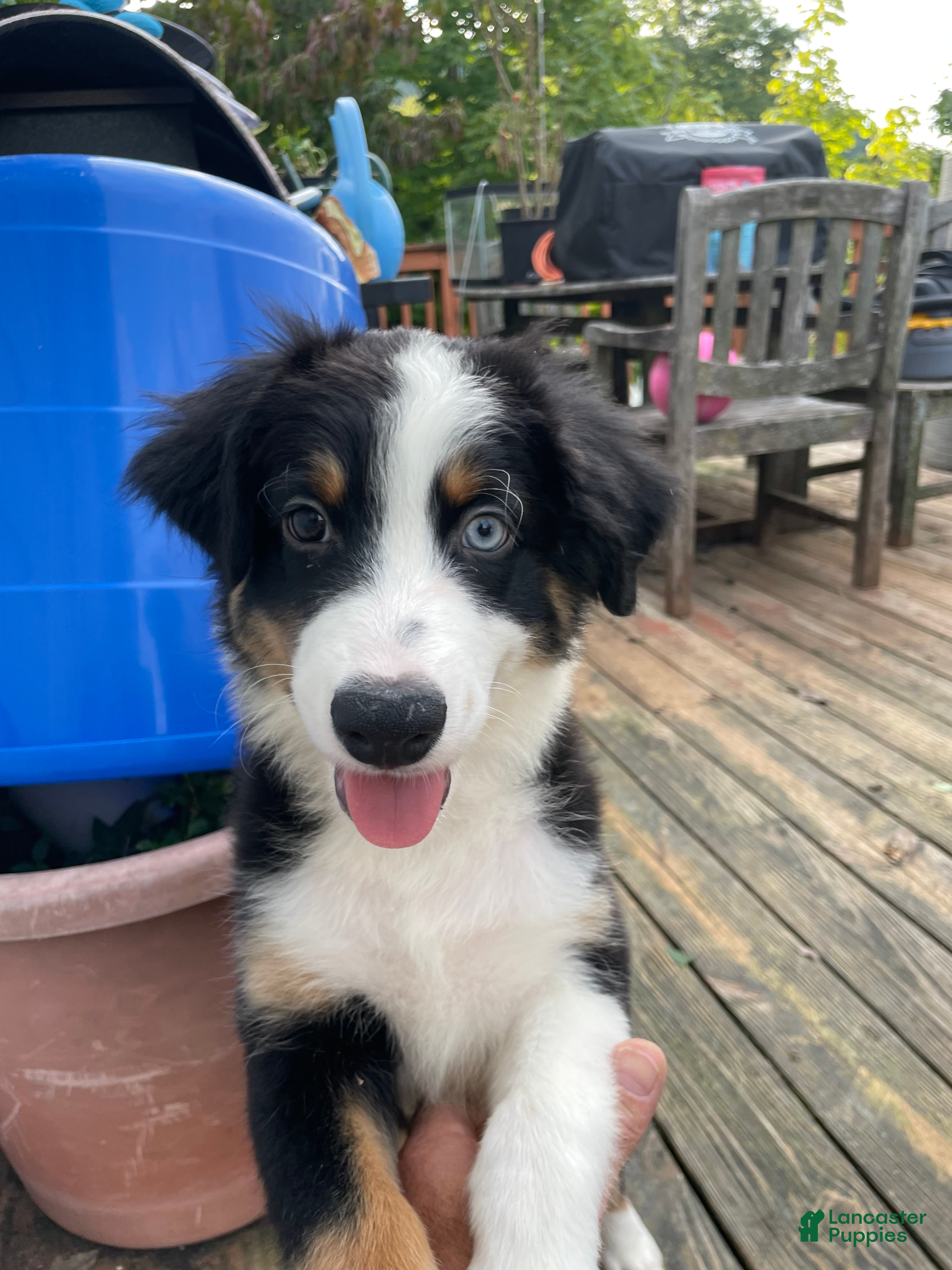 Mixed Breed dogs Deogee - Ad 1