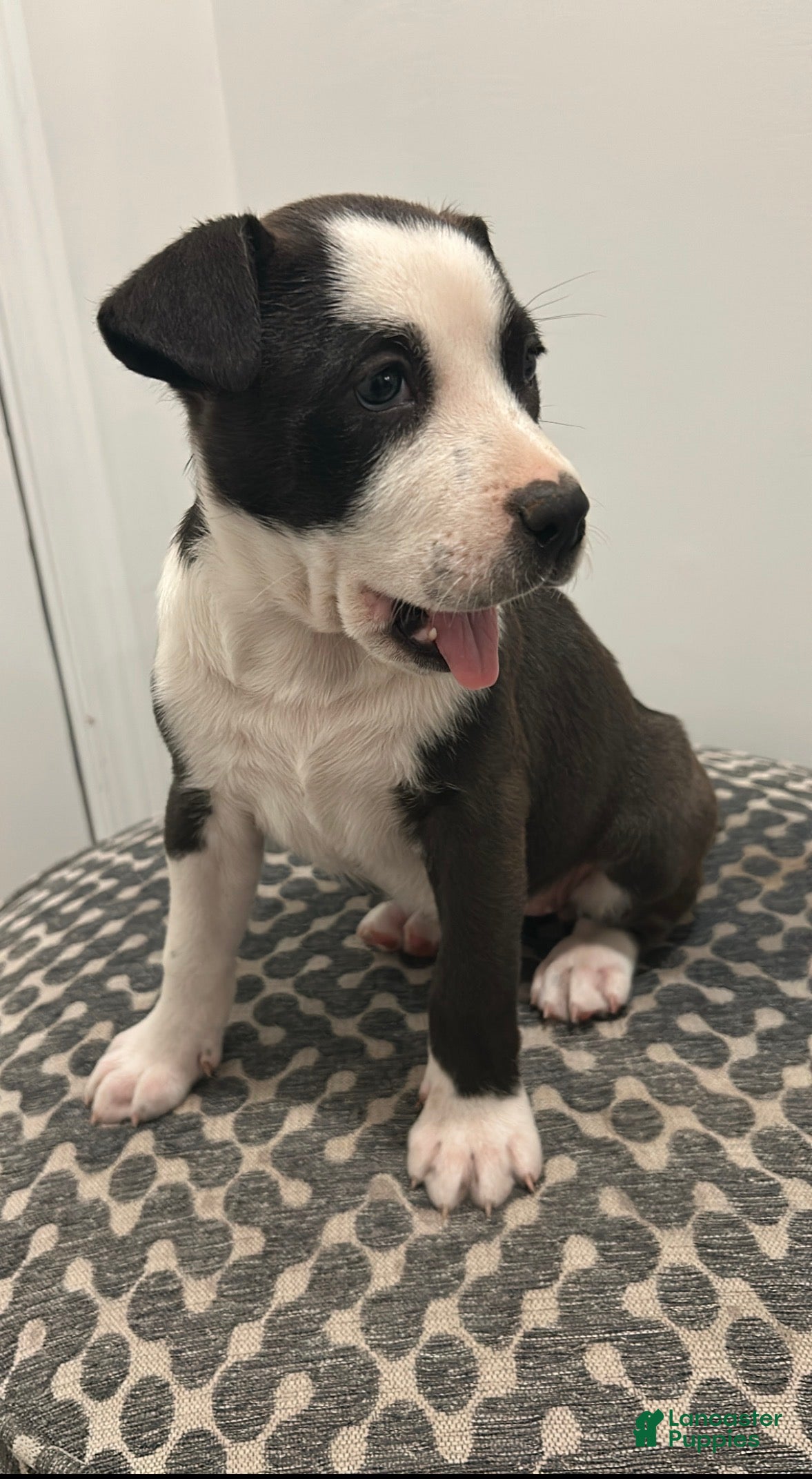 American Pit Bull Terrier dogs American Pit Bull Terrier Puppy 3 - Ad 1