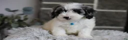 Maltipoo dogs for sale: Dexter  - Ad 5