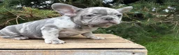 French Bulldog dogs for sale: Cyrus - Ad 2