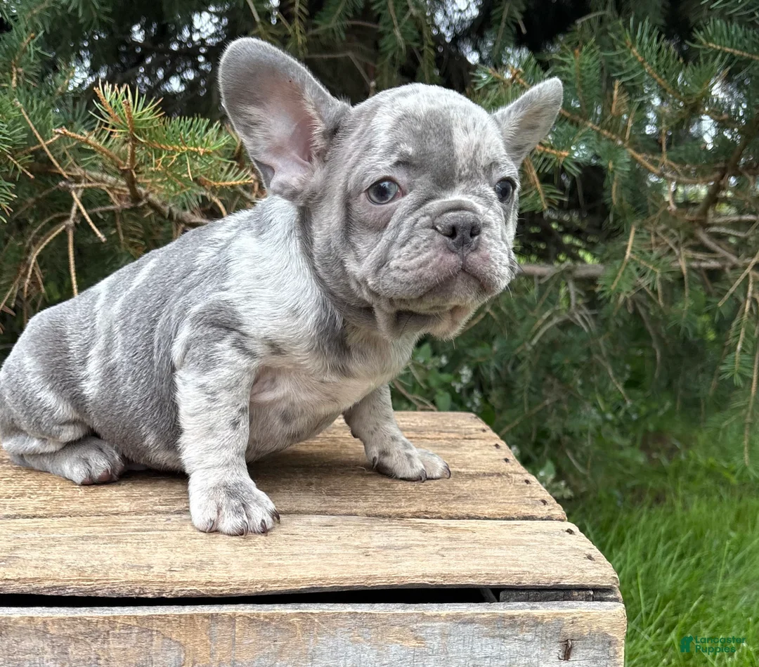 French Bulldog dogs for sale: Cyrus - Ad 2