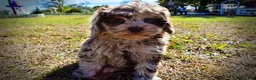 Havapoo dogs for sale: Punky - Ad 13