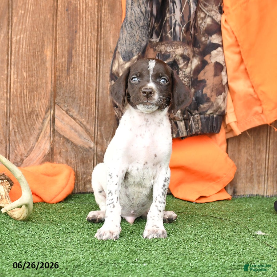 German Shorthaired Pointer dogs Starlight - Ad 2