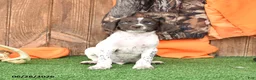 German Shorthaired Pointer dogs for sale: Starlight - Ad 2