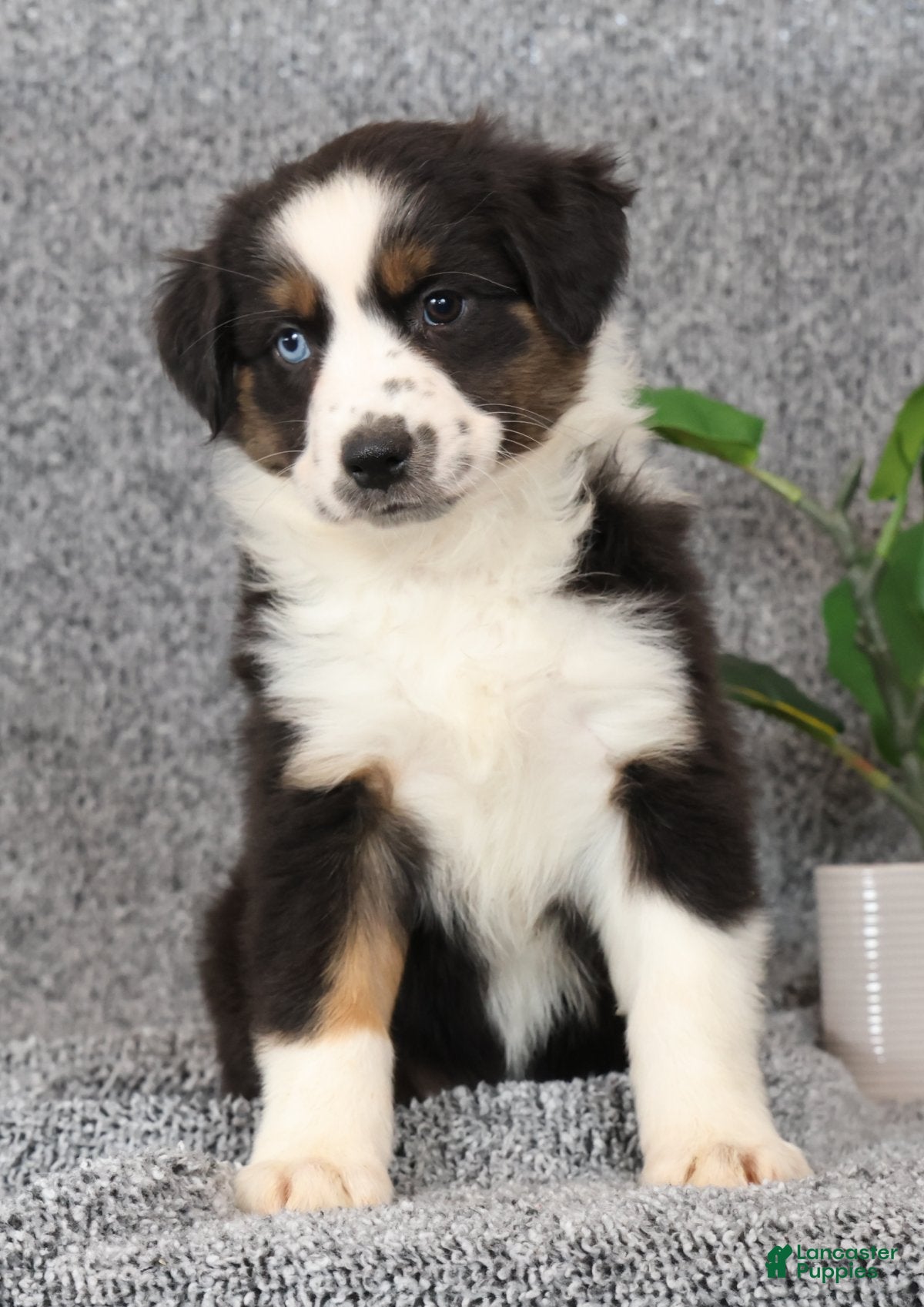 Miniature Australian Shepherd dogs Clover - Ad 2