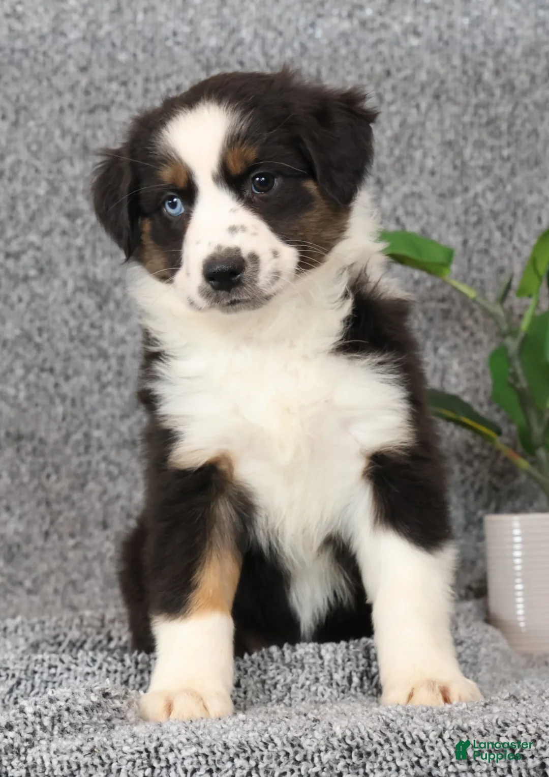 Miniature Australian Shepherd dogs for sale: Clover - Ad 2