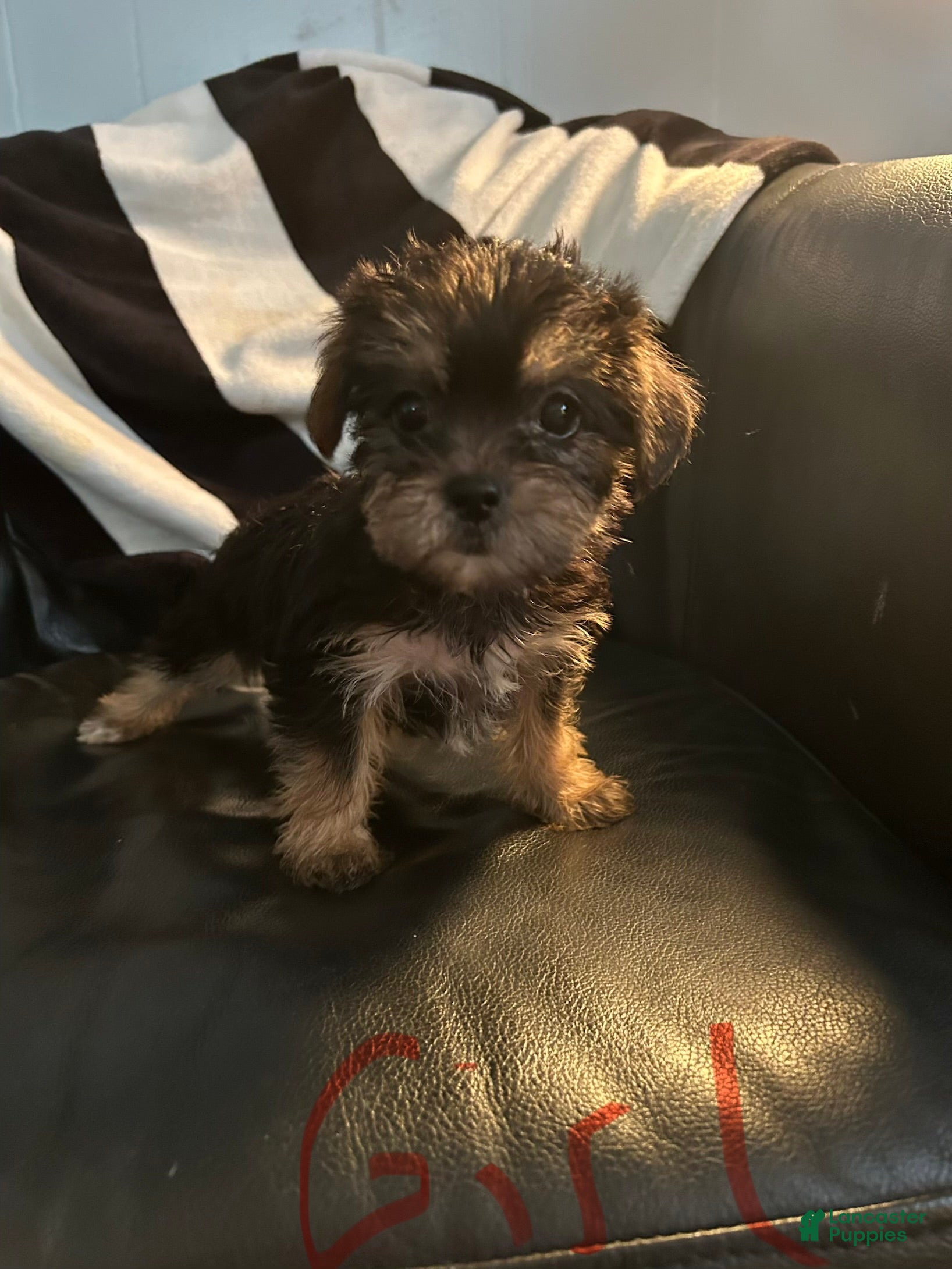 Shorkie dogs Shorkie Puppy 3 - Ad 27