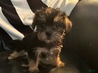 Shorkie dogs Shorkie Puppy 3 - Ad 25