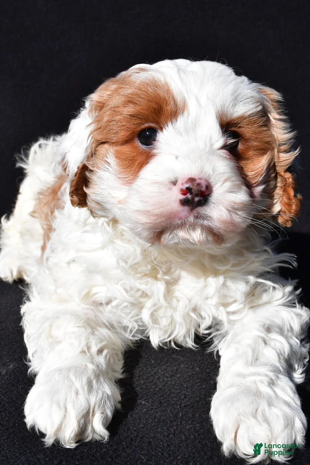 Cavapoo dogs for sale: Charlie - Ad 2