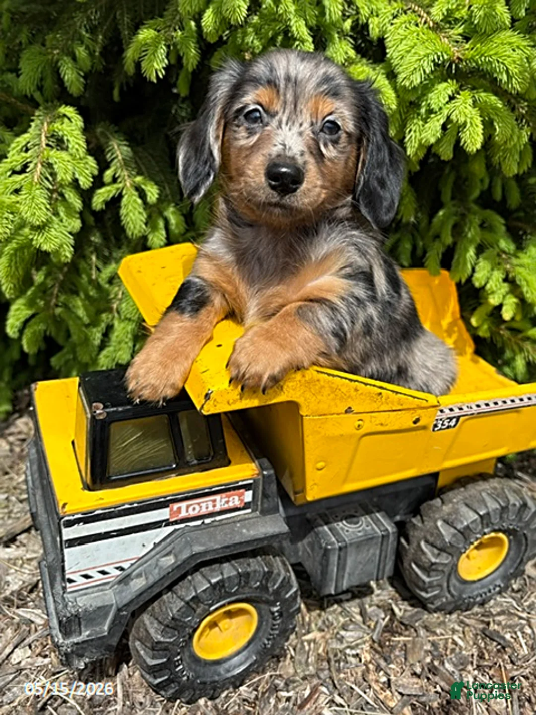 Dachshund dogs for sale: Enzo - Ad 1