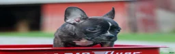Frenchton dogs for sale: MISTY - Ad 8