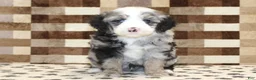 Mini Bernedoodle dogs for sale: Dawn - Ad 8