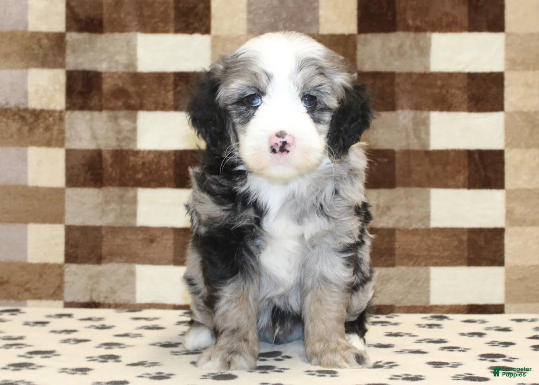 Mini Bernedoodle dogs for sale: Dawn - Ad 8