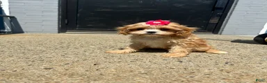 Mixed Breed 4