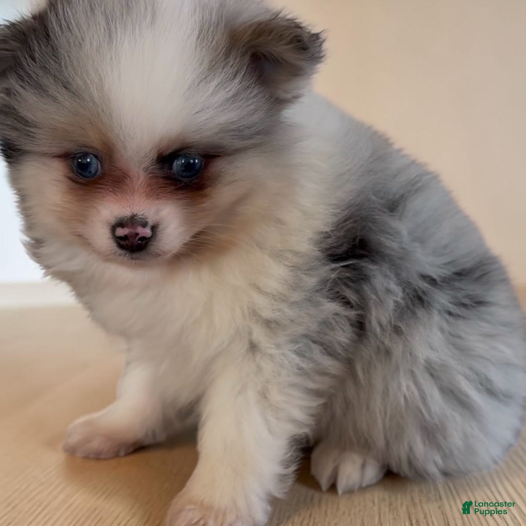 Pomeranian dogs Merle - Ad 2