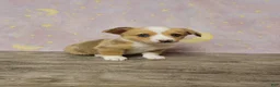 American Corgi dogs for sale: American Corgi Puppy 1 - Ad 4