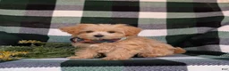 Maltipoo dogs for sale: Clifton 8 lbs Full Grown - Ad 6