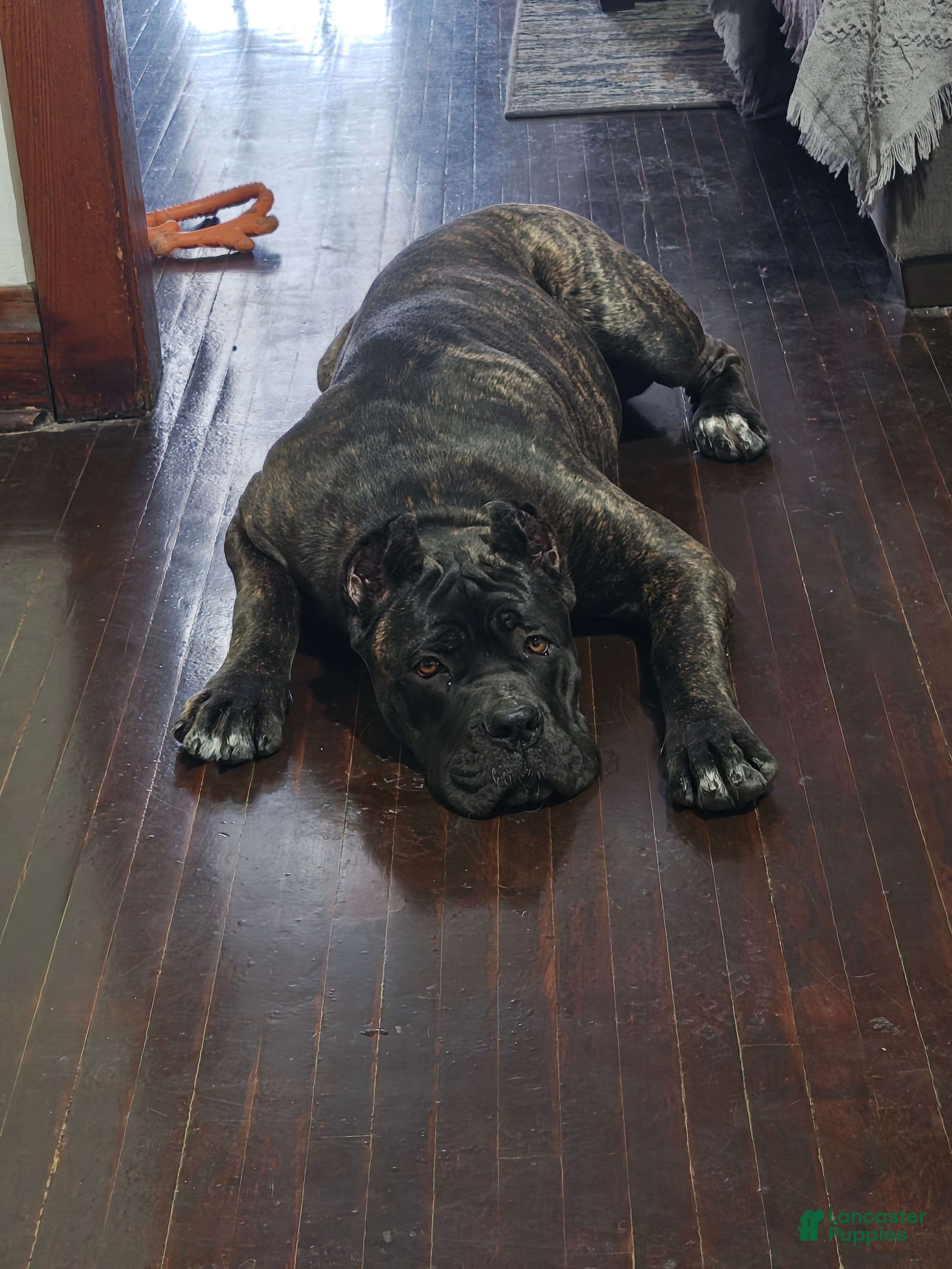 Cane Corso dogs Cane Corso Puppy 1 - Ad 1