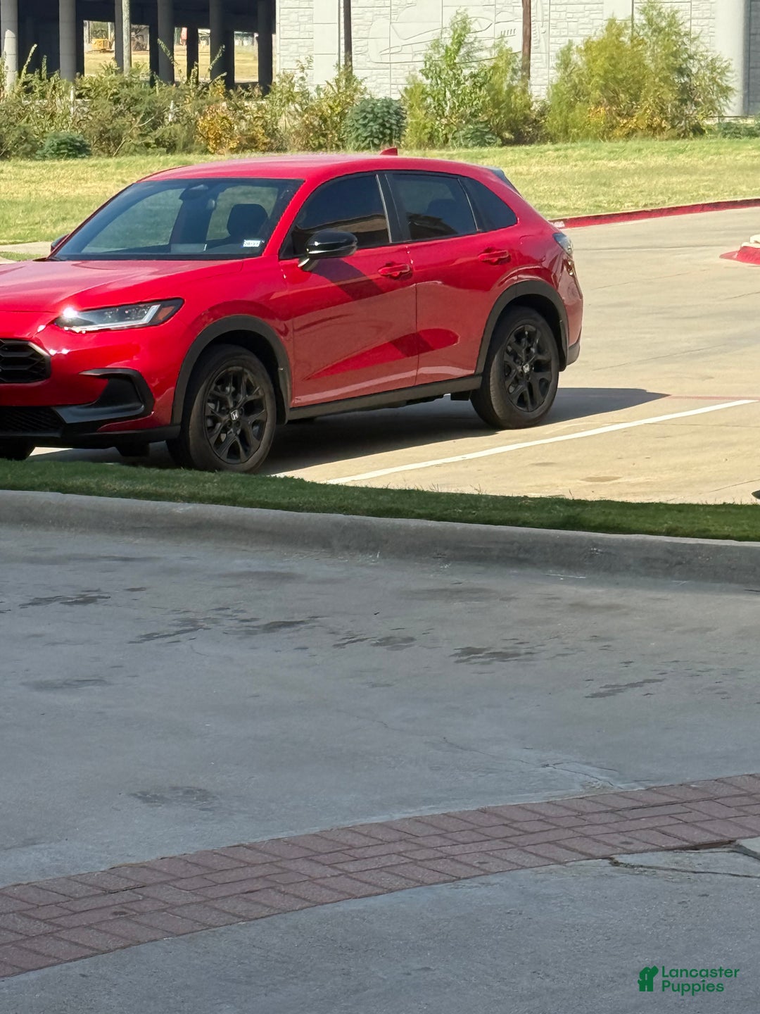 American Bully dogs for sale: American Bully Puppy  - Ad 5