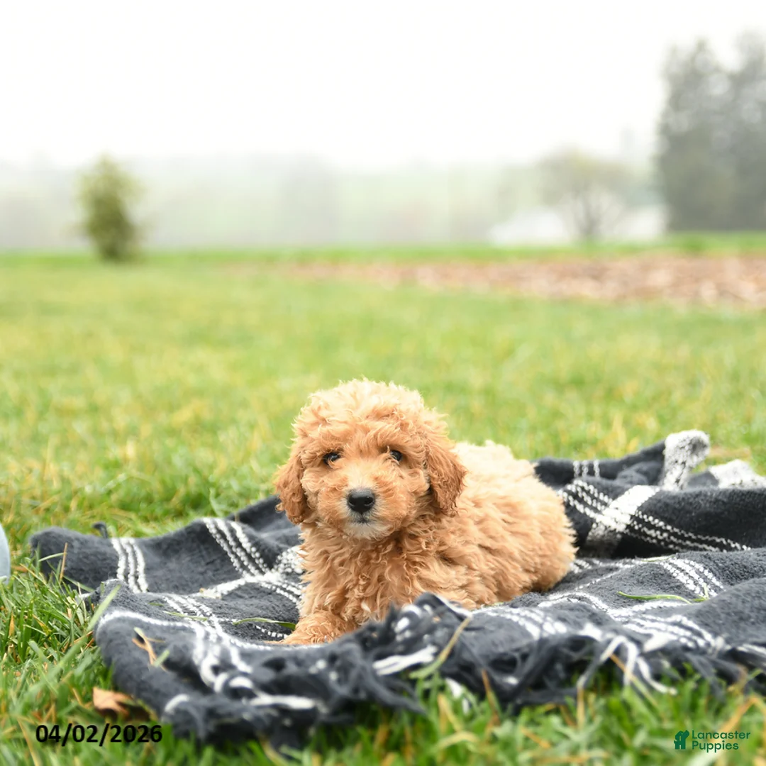Mini Goldendoodle dogs for sale: Taters - Ad 3