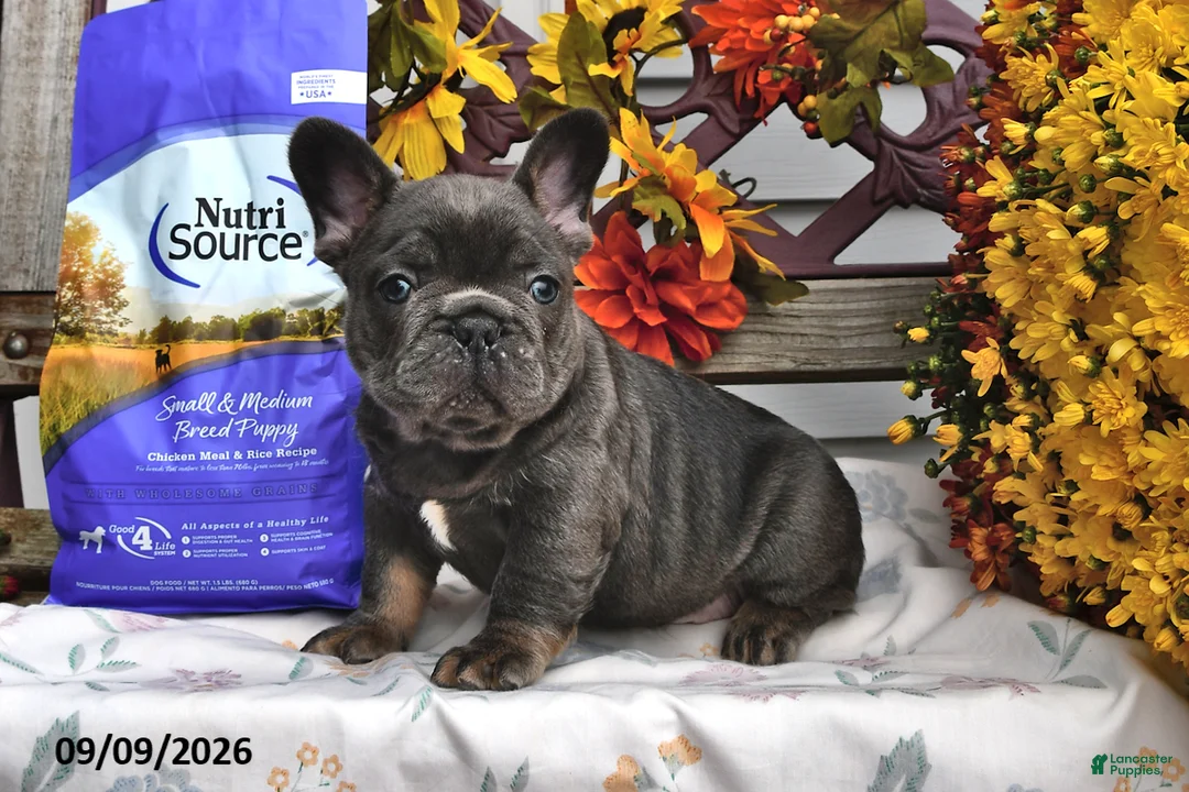 French Bulldog dogs for sale: Winston - Ad 2