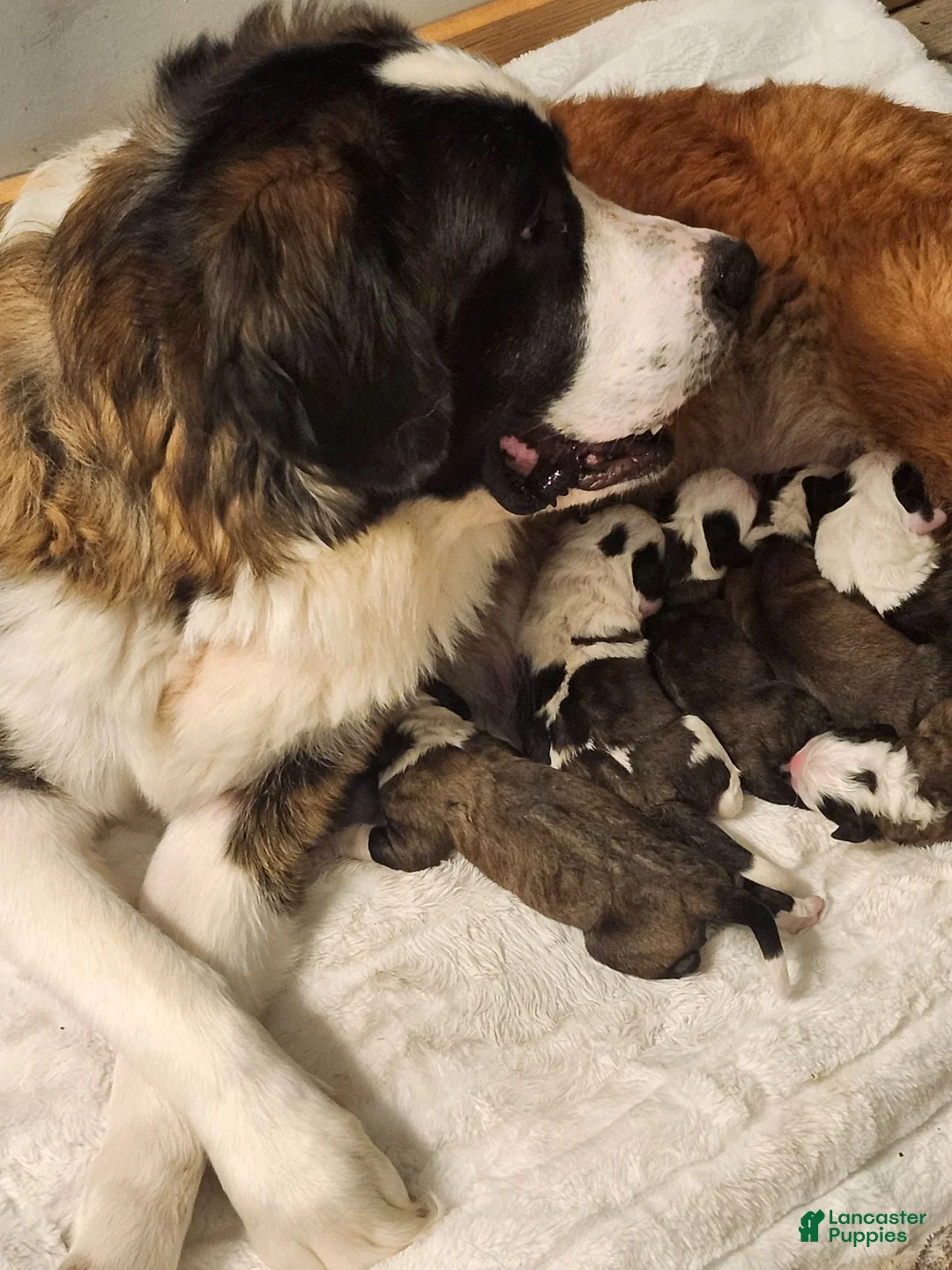 Saint Bernard dogs for sale: Saint Bernard 3 - Ad 2
