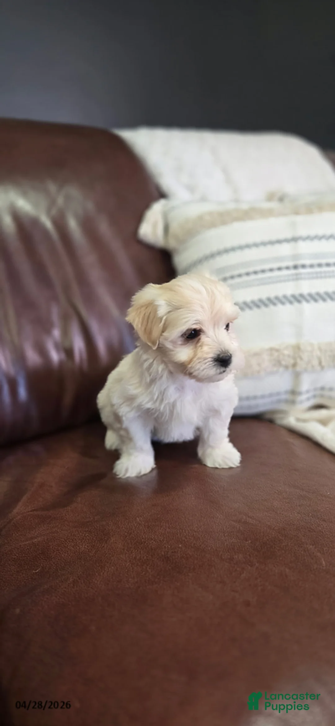 Mixed Breed dogs for sale: Cream Puff - Ad 2
