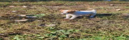 Jack Russell Terrier dogs for sale: Jack Russell Terrier 7 - Ad 2