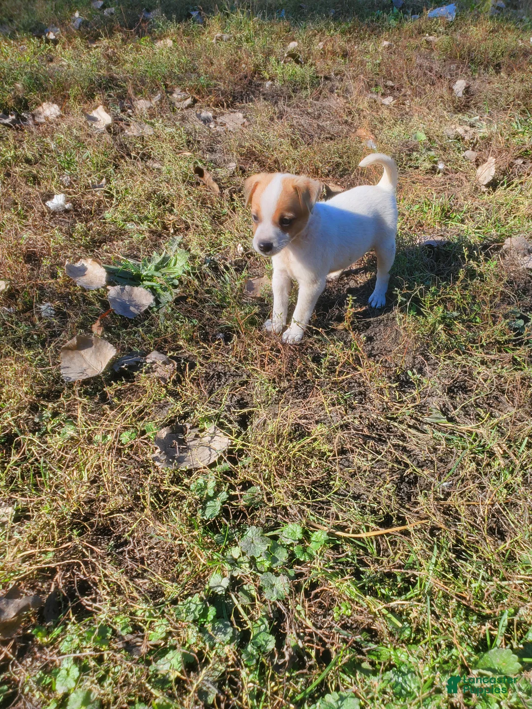 Jack Russell Terrier dogs for sale: Jack Russell Terrier 7 - Ad 2