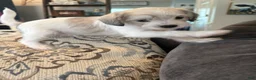 Maltipoo dogs for sale: Maltipoo - Ad 3