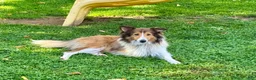 Shetland Sheepdog dogs for sale: Jasper - Ad 5
