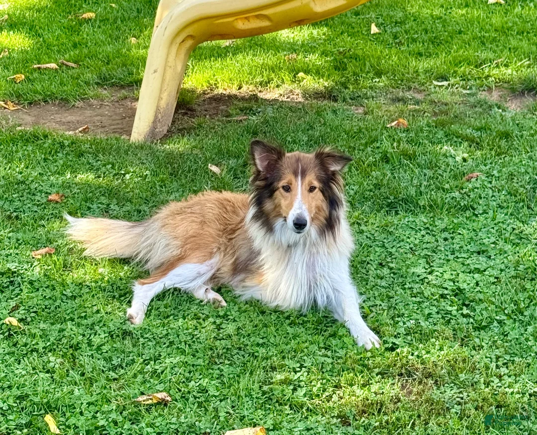 Shetland Sheepdog dogs for sale: Jasper - Ad 5