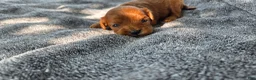 Cavapoo dogs for sale: Felicity - Ad 7