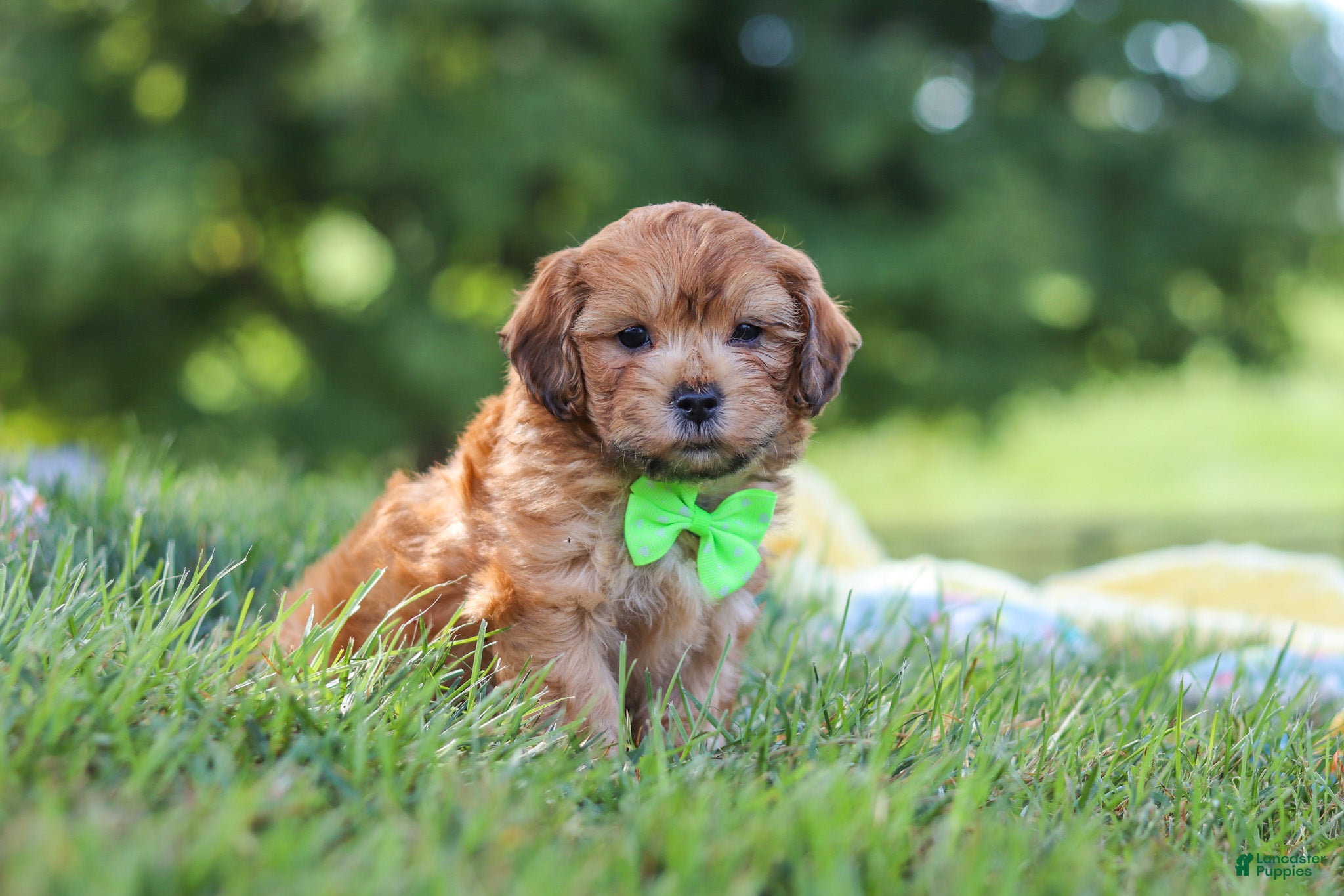 Yorkiepoo dogs Ollie - Ad 2