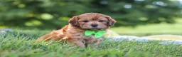 Yorkiepoo dogs for sale: Ollie - Ad 2
