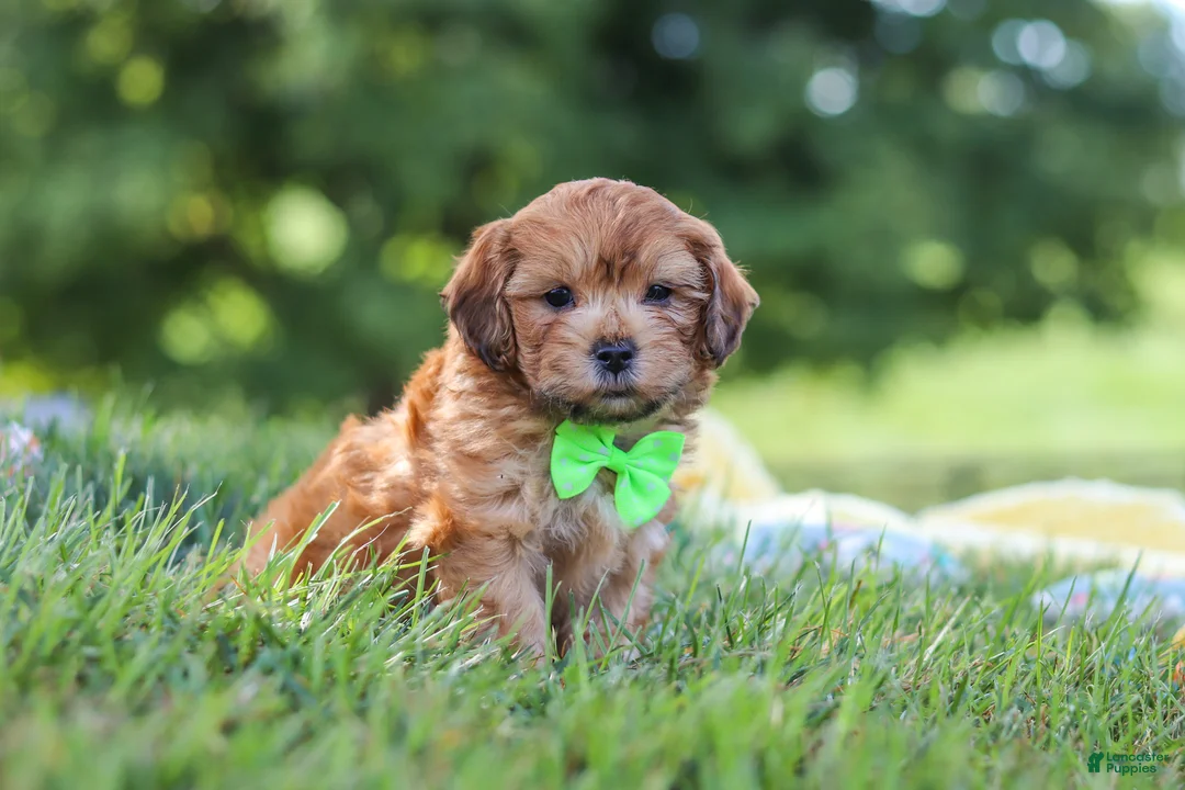 Yorkiepoo dogs for sale: Ollie - Ad 2