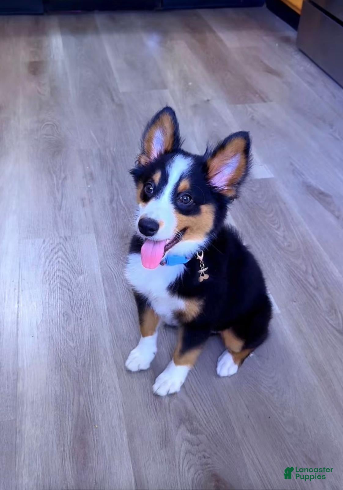 Miniature American Shepherd